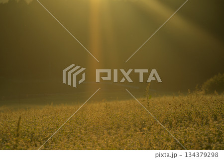 初秋のころ奈良県櫻井市笠地区で撮影した満開の蕎麦の花 134379298