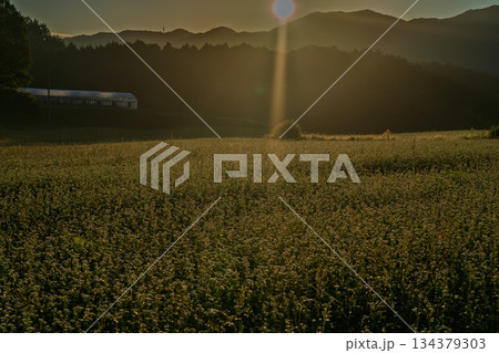 初秋のころ奈良県櫻井市笠地区で撮影した満開の蕎麦の花 初秋のころ奈良県櫻井市笠地区で撮影した満開の蕎麦の花 134379303