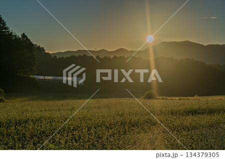 初秋のころ奈良県櫻井市笠地区で撮影した満開の蕎麦の花 初秋のころ奈良県櫻井市笠地区で撮影した満開の蕎麦の花 134379305