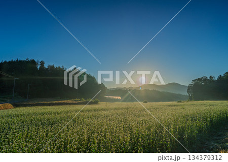 初秋のころ奈良県櫻井市笠地区で撮影した満開の蕎麦の花 134379312