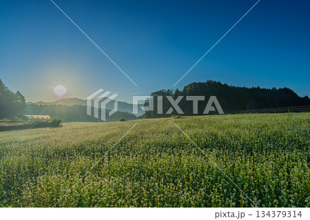 初秋のころ奈良県櫻井市笠地区で撮影した満開の蕎麦の花 134379314