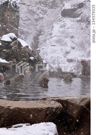 地獄谷野猿公苑の温泉に入るニホンザル 冬 134379335