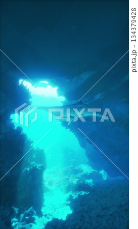Beneath the waves, a majestic manta ray swims effortlessly through vibrant blue waters. Sunlight streams in, illuminating the underwater landscape, creating a serene atmosphere. 134379428