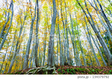 秋色のブナ林 134379792