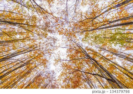 秋色のブナ林 秋色のブナ林 134379798