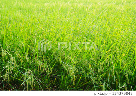 rice ears in a green rice field with morning sunlight 134379845