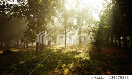 Soft rays of sunlight stream through tall trees in a tranquil forest. The ground is covered with green foliage, creating a peaceful atmosphere for nature lovers. 134379858