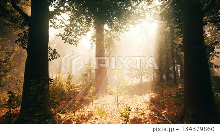 Sunlight filters through tall trees in a serene forest, creating a magical atmosphere. The warm glow illuminates the green foliage and soft earth, inviting peace and reflection. 134379860