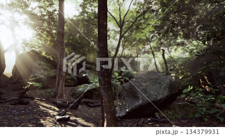 Soft beams of sunlight break through a thick canopy, illuminating lush green plants and ancient rocks. The tranquil setting captures the beauty of nature awakening in the early morning hours. Soft beams of sunlight break through a thick canopy, illuminating lush green plants and ancient rocks. The tranquil setting captures the beauty of nature awakening in the early morning hours. 134379931