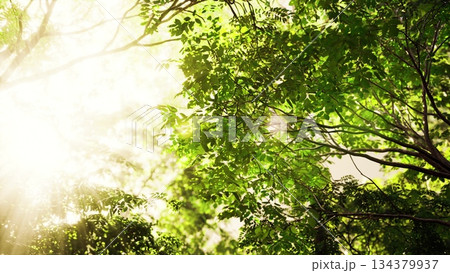 Morning light filters through vibrant green leaves, creating a serene atmosphere in a tranquil forest. The beauty of nature captivates the senses, inviting calm and reflection. 134379937