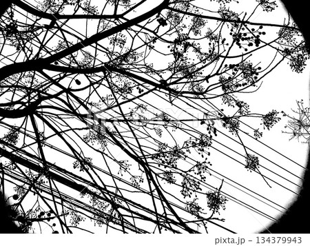 電線と木の枝が交錯するモノクロ抽象背景素材 電線と木の枝が交錯するモノクロ抽象背景素材 134379943