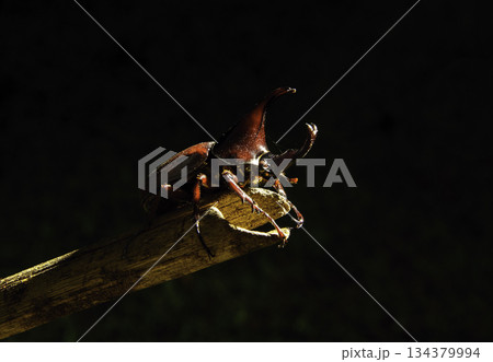 Siamese rhinoceros beetle or fighting beetle on a brown bamboo branch Siamese rhinoceros beetle or fighting beetle on a brown bamboo branch 134379994