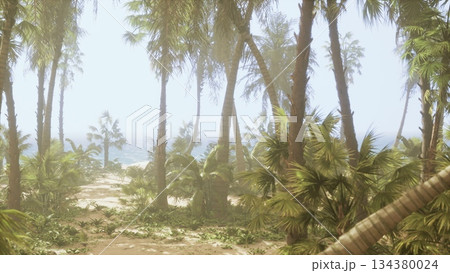 A tranquil pathway winds through dense palm trees, revealing glimpses of the ocean in the distance. The soft morning light illuminates the vibrant greens of the tropical foliage. 134380024