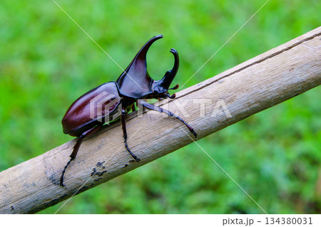 Siamese rhinoceros beetle or fighting beetle on a brown bamboo branch Siamese rhinoceros beetle or fighting beetle on a brown bamboo branch 134380031