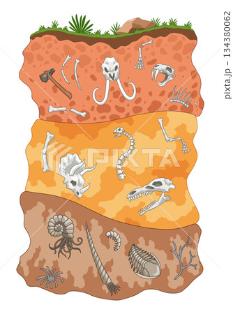 Three different eras of Earth history. Fossil dinosaurs, elements for paleontology and archeology works. Scene with various animals bones in soil layers. Old dino skeletons buried underground Three different eras of Earth history. Fossil dinosaurs, elements for paleontology and archeology works. Scene with various animals bones in soil layers. Old dino skeletons buried underground 134380062