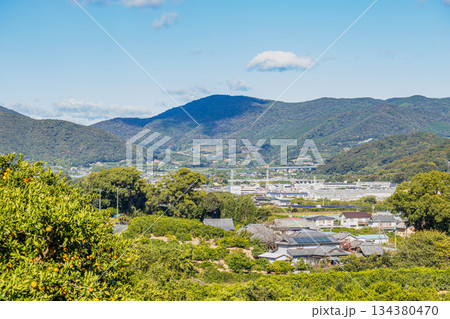 浜松市の三ヶ日みかんと街並み(静岡県) 浜松市の三ヶ日みかんと街並み(静岡県) 134380470