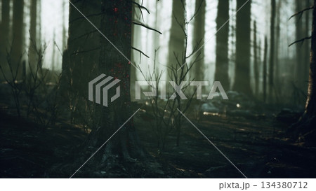 In a dense forest, tall trees emerge from a misty haze, their dark trunks contrasting with soft light filtering through the foliage. Dead branches create a hauntingly beautiful atmosphere. 134380712