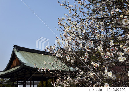京都　梅宮大社の梅 134380992