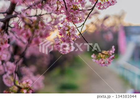 京都市伏見区淀水路に咲く春を告げる河津桜を撮影 京都市伏見区淀水路に咲く春を告げる河津桜を撮影 134381044
