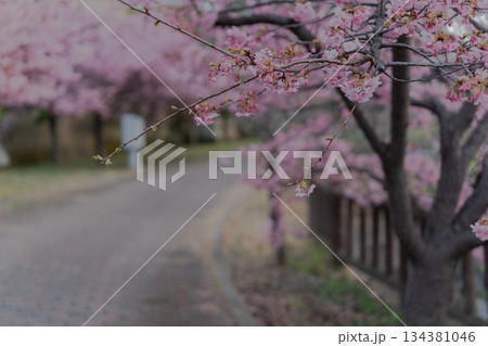 京都市伏見区淀水路に咲く春を告げる河津桜を撮影 京都市伏見区淀水路に咲く春を告げる河津桜を撮影 134381046