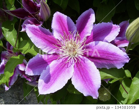 ツル性植物の女王クレマチス ツル性植物の女王クレマチス 134381059