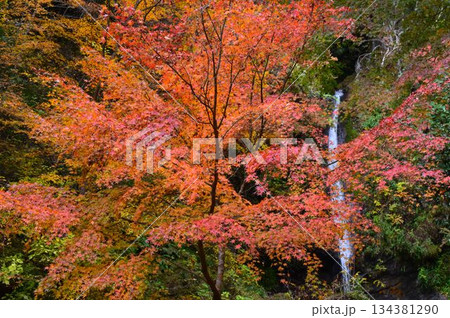 秩父華厳の滝　紅葉 〔埼玉県皆野町〕 134381290