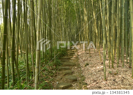 京都 竹林公園の小径 京都 竹林公園の小径 134381345