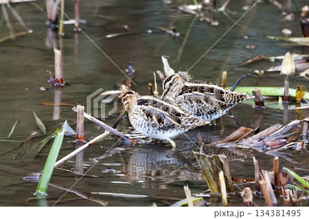 ハス田で採餌するタシギ 134381495