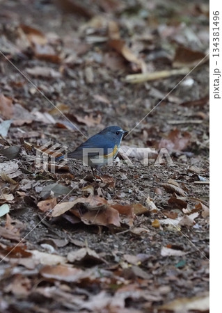 地面に降りたルリビタキ 134381496