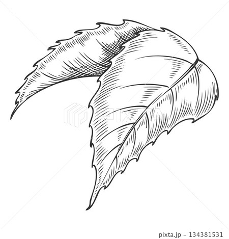 Rose leaves vector sketch, vintage rose flower plant foliage, engraved hand drawn nature design element ink style 134381531