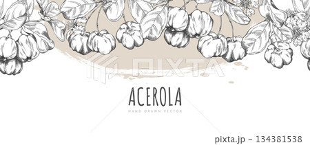 Acerola berries with leaves and flowers engraved sketch, vector seamless border design, Barbados cherry, exotic fruit Acerola berries with leaves and flowers engraved sketch, vector seamless border design, Barbados cherry, exotic fruit 134381538