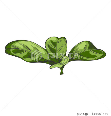 Acerola berry green leaves vector sketch, Barbados cherry plant, hand drawn exotic fruit foliage, floral design element 134381559