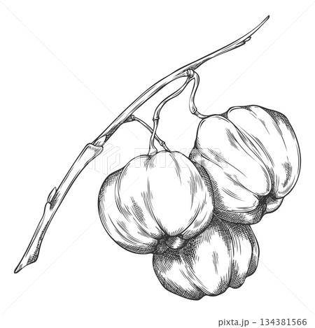 Acerola berries on stem sketch, Barbados cherries, engraved hand drawn ripe exotic fruit superfood vector illustration 134381566
