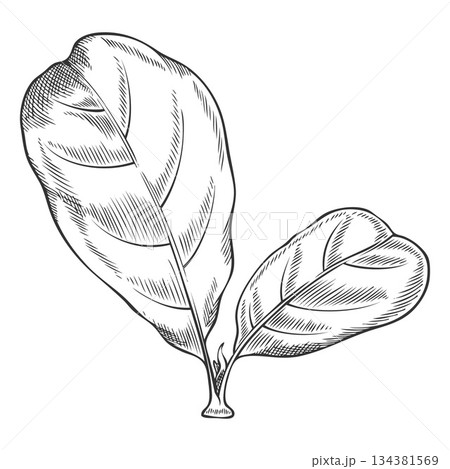 Acerola berry leaves vector engraved sketch, Barbados cherry plant, hand drawn exotic fruit foliage ink style 134381569