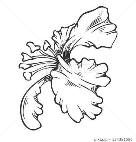 Acerola berry flower vector ink sketch, Barbados cherry blossom plant, engraved hand drawn exotic fruit blooming nature 134381580