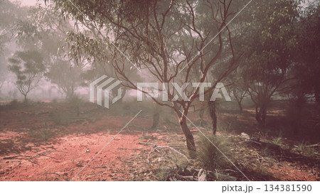 Early morning fog blankets the Australian bushland, where trees stand tall amid soft red earth. The tranquil scene invites exploration and reflection in nature’s beauty. 134381590