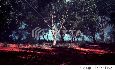 A tranquil forest scene unfolds with tall trees casting gentle shadows on bright red earth. Soft light filters through the leaves, creating a serene atmosphere. Natures beauty enchants the viewer. 134381592