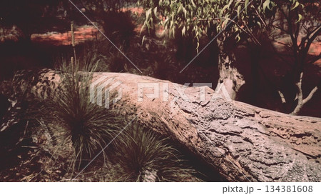 In a tranquil forest scene, a thick, textured log rests among soft grasses. The warm hues of the surroundings suggest a peaceful afternoon, inviting reflection and admiration of natures artistry. 134381608