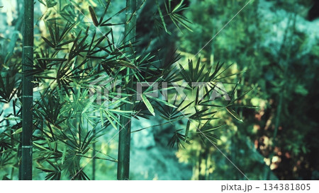 Gentle sunlight filters through vibrant green bamboo leaves, creating a tranquil atmosphere. This serene forest setting invites reflection and connection with natures beauty. 134381805