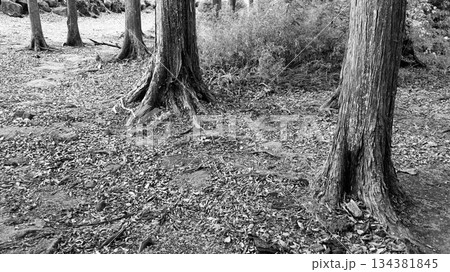 静かな森の風景 モノクローム 静かな森の風景 モノクローム 134381845