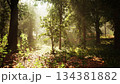 Soft sunlight filters through lush green trees, illuminating a serene forest scene. The soft breeze rustles leaves while peaceful nature awakens in the early morning light. 134381882