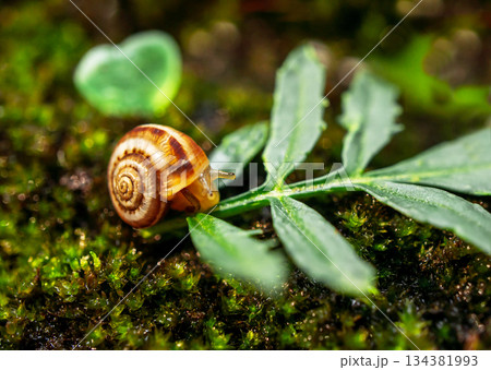 Detailed close-up of freshly hatched Achatina fulica snail resting on a green leaf against lush mossy background. Tiny terrestrial snail in its early developmental stage in a natural micro-ecosystem 134381993