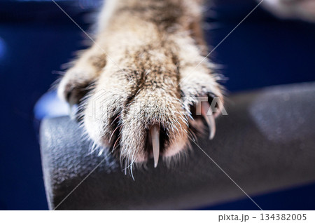 Cat paw close-up with extended sharp claws, showing fur texture, Claw trimming in veterinary medicine concept, pet care Cat paw close-up with extended sharp claws, showing fur texture, Claw trimming in veterinary medicine concept, pet care 134382005