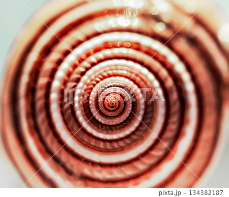 Spiral seashell close-up in beige shades. Abstract background, selective focus, beauty in nature, rounded surface of the shell macro, textured Spiral seashell close-up in beige shades. Abstract background, selective focus, beauty in nature, rounded surface of the shell macro, textured 134382187