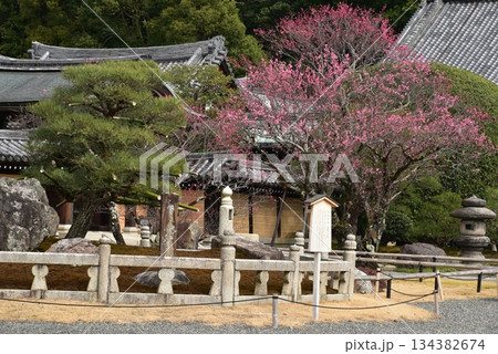 京都　金戒光明寺の紅梅 134382674