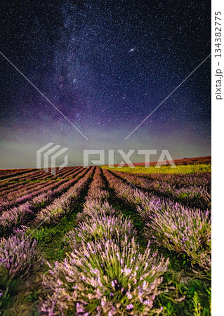 星明かりのラベンダー畑|日の出公園 星明かりのラベンダー畑|日の出公園 134382775
