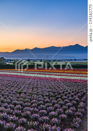 ファーム富田 早朝の花畑と静かな山並み 134382779
