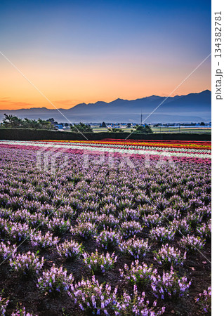 早朝のファーム富田 花畑と十勝岳連峰の朝焼け 早朝のファーム富田 花畑と十勝岳連峰の朝焼け 134382781