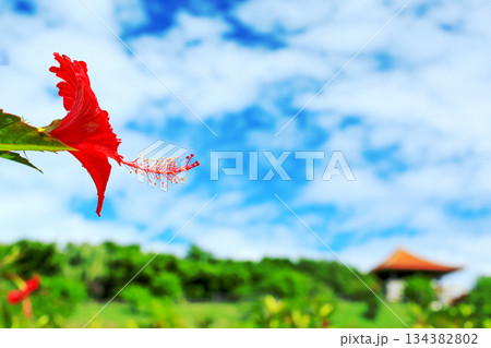 沖縄　青い空と赤いハイビスカスの花 134382802