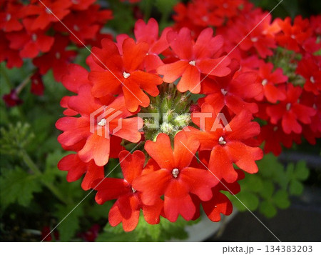 レッドバーベナ レッドバーベナ 134383203